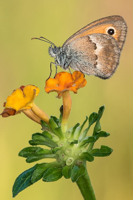 Coenonympha pamphilius ? S !